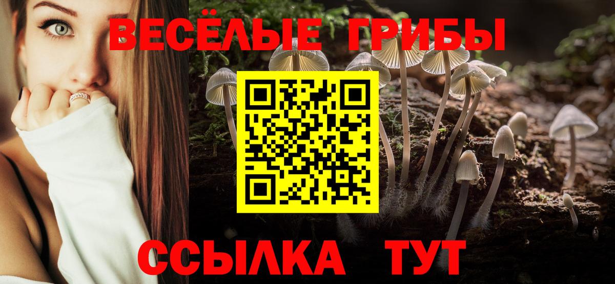 Щёкино  что такое   Вход с VPN  Псилоцибиновые грибы Cubensis 